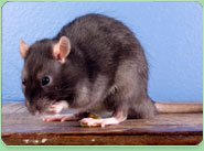 rat control Whickham