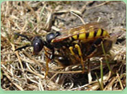 wasp control Whickham